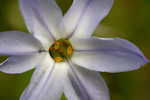 Star-of-Bethlehem <BR>Springstar